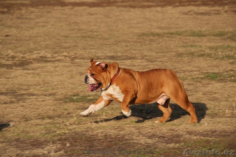 продам английский бульдог щенок - Изображение #6, Объявление #1060468