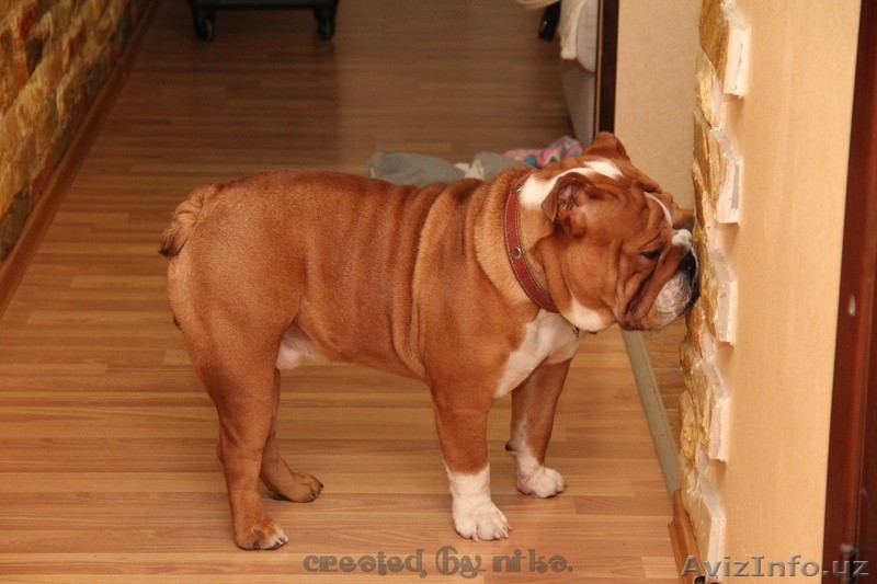 продам английский бульдог щенок - Изображение #7, Объявление #1060468