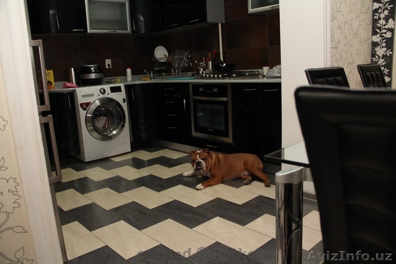 продам английский бульдог щенок - Изображение #5, Объявление #1060468