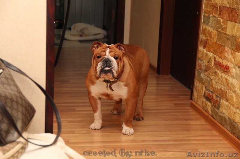продам английский бульдог щенок - Изображение #10, Объявление #1060468