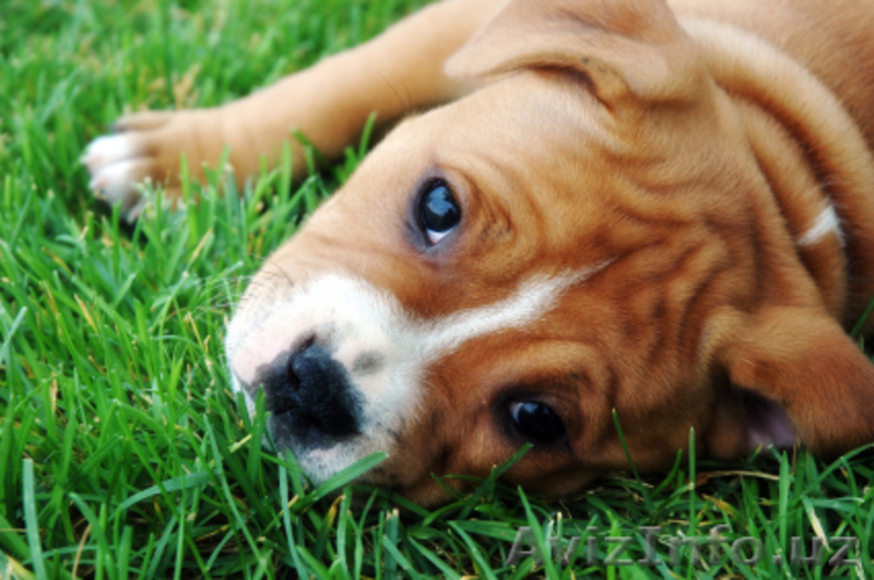 срочно продаётся щенок питбуля остольная информация по телефону - Изображение #3, Объявление #1171630