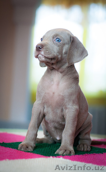 Щенки веймаранера - Изображение #3, Объявление #1194229