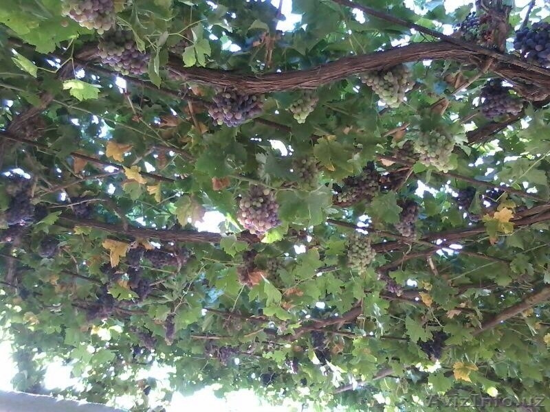 Продам  дом  с  участком - Изображение #3, Объявление #1128232