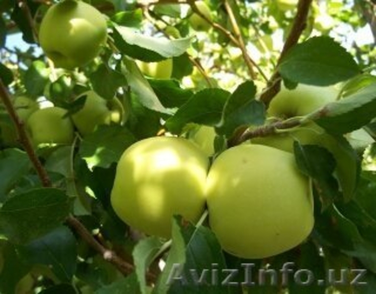 Саженцы фруктовых и хвойных деревьев - Изображение #3, Объявление #1236103