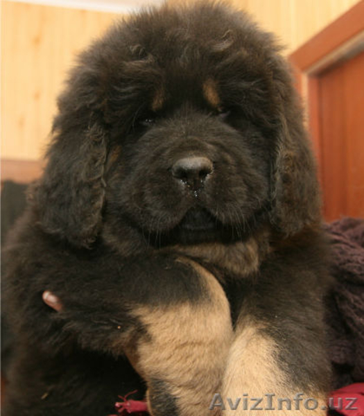 продам щенков тибетского мастифа - Изображение #3, Объявление #1230842