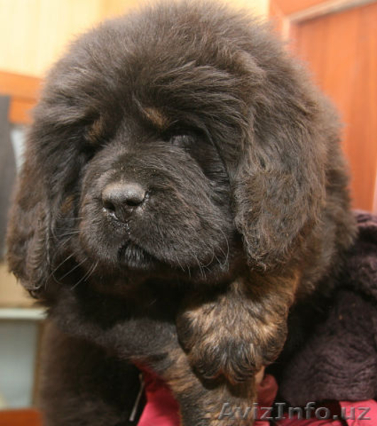 продам щенков тибетского мастифа - Изображение #4, Объявление #1230842