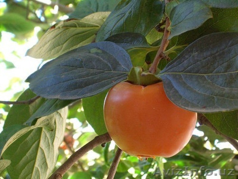 Саженцы фруктовых и хвойных деревьев - Изображение #8, Объявление #1236103