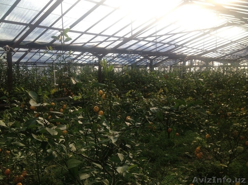 Продается деревья лимона (5 летние) 86 шт - Изображение #2, Объявление #1241555