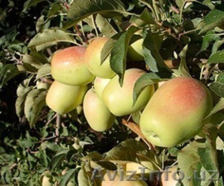 Саженцы фруктовых и хвойных деревьев - Изображение #7, Объявление #1236103