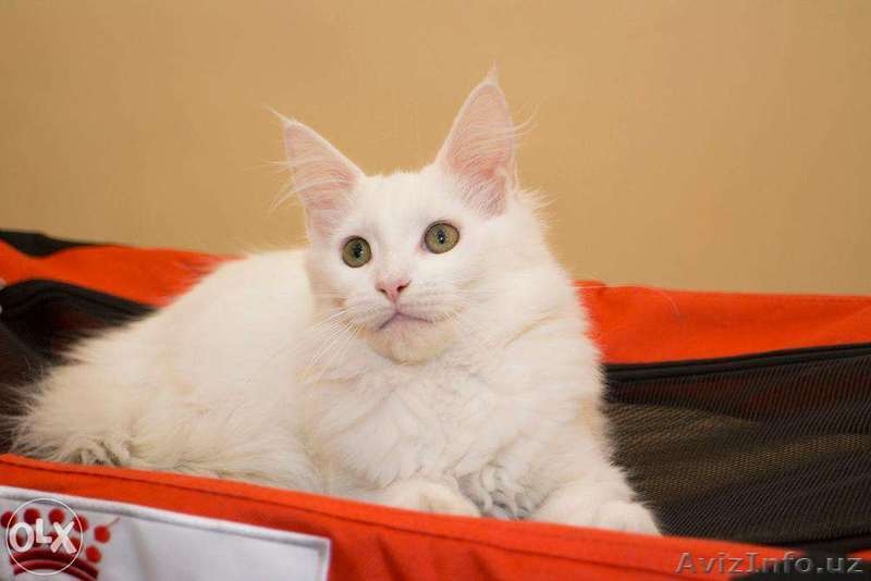 котята мейн куна - Изображение #3, Объявление #1250193