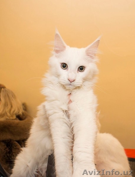 котята мейн куна - Изображение #4, Объявление #1250193