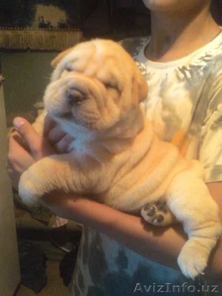           щенки шарпея - Изображение #3, Объявление #1273548