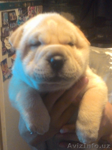           щенки шарпея - Изображение #4, Объявление #1273548