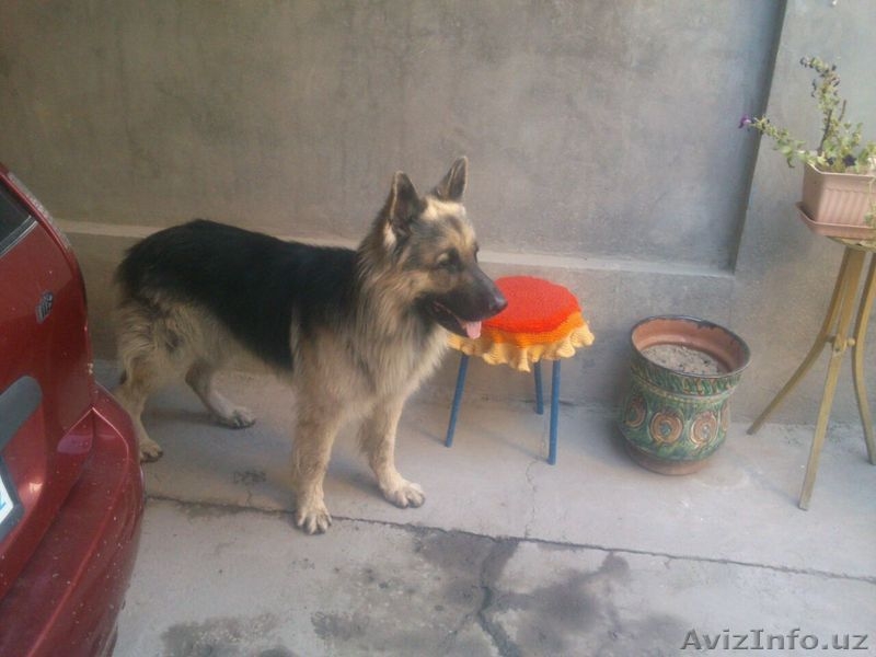 щенки Тагая и Сандры - Изображение #3, Объявление #1295137