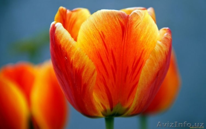 Фото обои в ташкенте - Изображение #4, Объявление #1329198