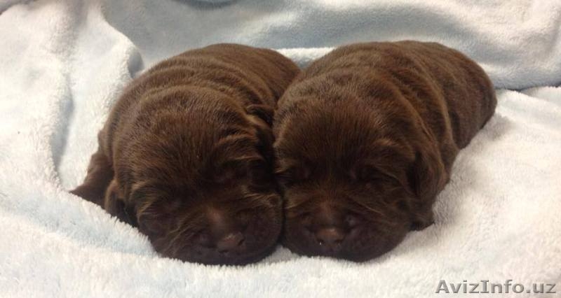 Шикарные щенки лабрадора от ИНТЕРЧЕМПИОНА - Изображение #3, Объявление #1326375