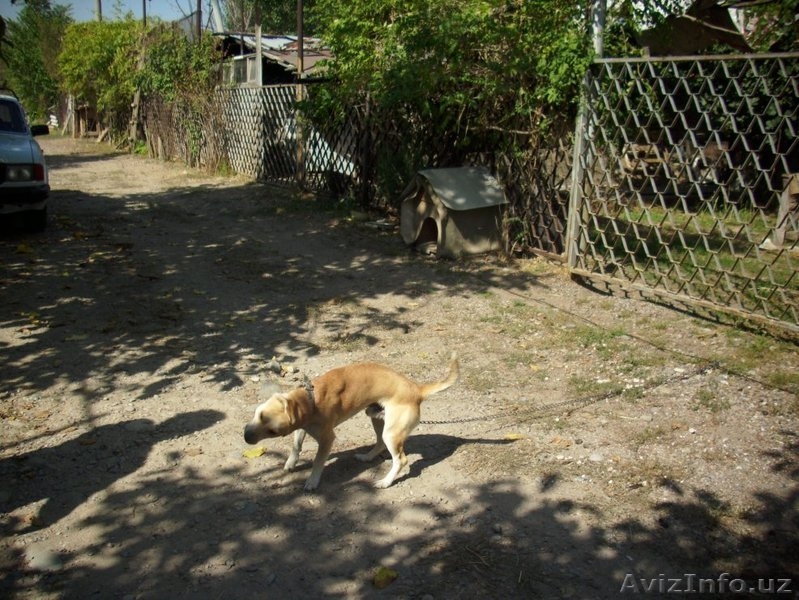 продаю 4участка по 6 сот с домом и хозпостройкой,навес и насосная для воды - Изображение #7, Объявление #1325065