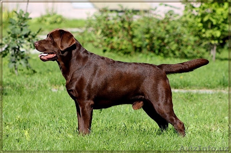 Шикарные щенки лабрадора от ИНТЕРЧЕМПИОНА - Изображение #5, Объявление #1326375