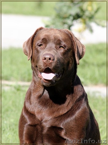 Шикарные щенки лабрадора от ИНТЕРЧЕМПИОНА - Изображение #4, Объявление #1326375