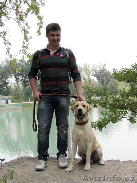 Продается элитный щенок лабрадора ретривера - Изображение #9, Объявление #1339164