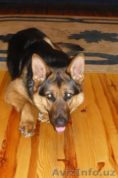 НЕМЕЦКАЯ ОВЧАРКА-ЩЕНКИ - Изображение #3, Объявление #1333352