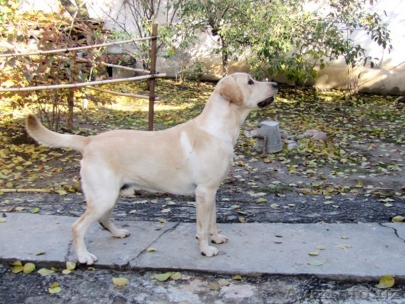 Продается элитный щенок лабрадора ретривера - Изображение #7, Объявление #1339164