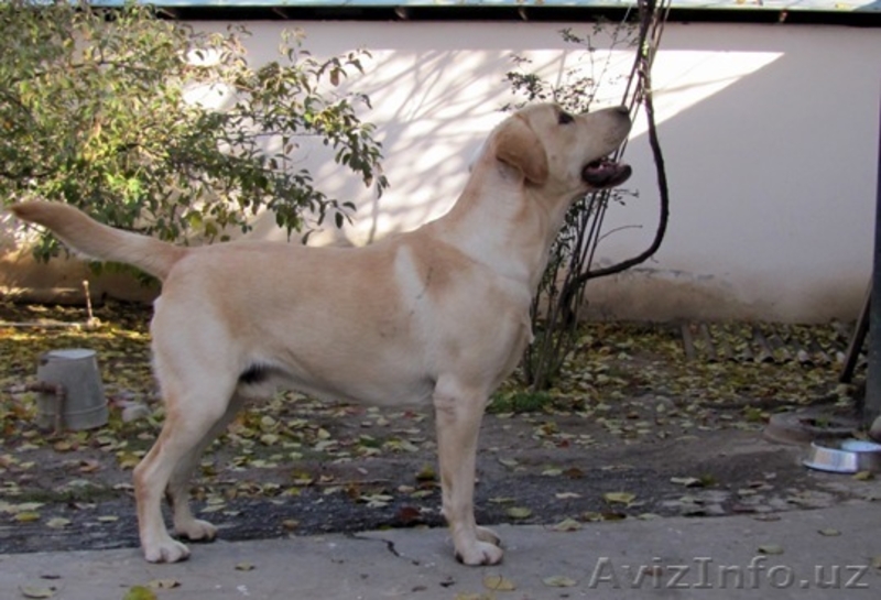 Продается элитный щенок лабрадора ретривера - Изображение #6, Объявление #1339164