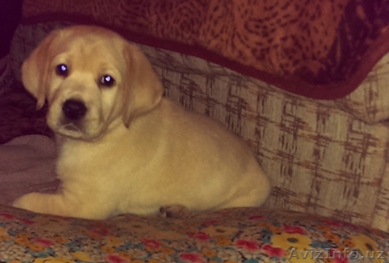 Продается элитный щенок лабрадора ретривера - Изображение #5, Объявление #1339164