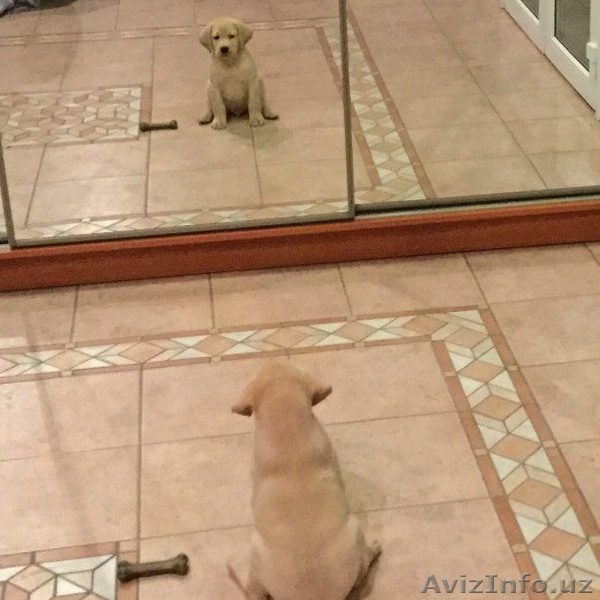 Продается элитный щенок лабрадора ретривера - Изображение #4, Объявление #1339164
