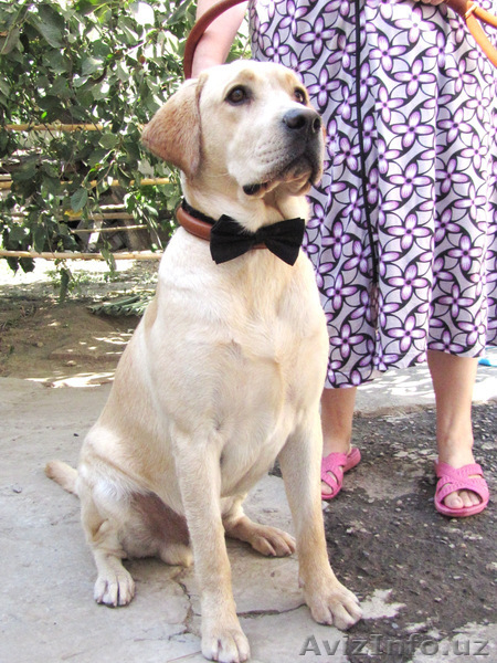 Продается элитный щенок лабрадора ретривера - Изображение #8, Объявление #1339164