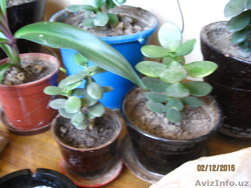 Продаю комнатные растения в ассортименте - Изображение #3, Объявление #1344264