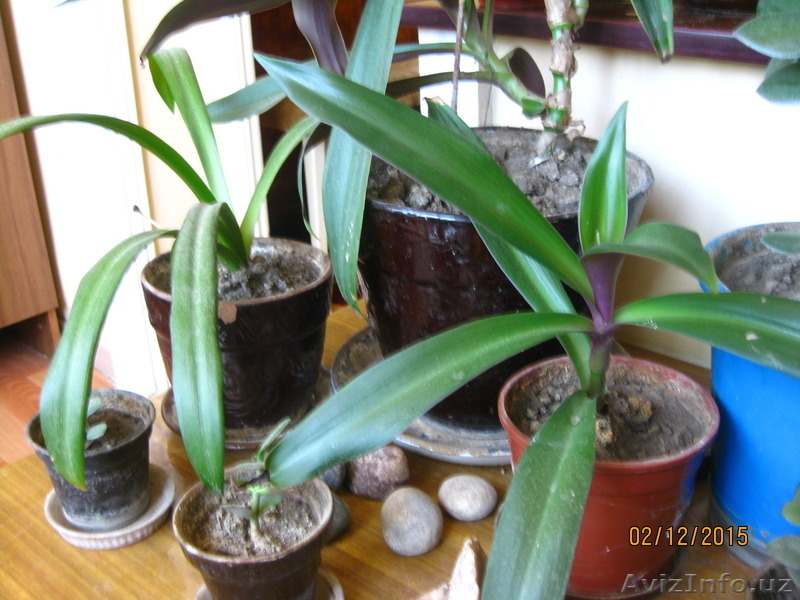 Продаю комнатные растения в ассортименте - Изображение #4, Объявление #1344264