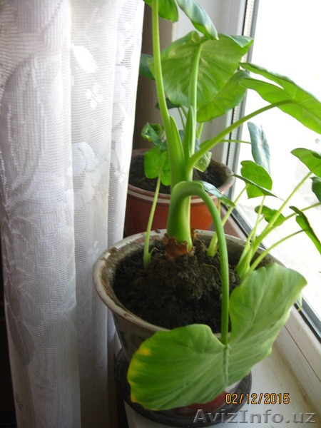 Продаю комнатные растения в ассортименте - Изображение #6, Объявление #1344264