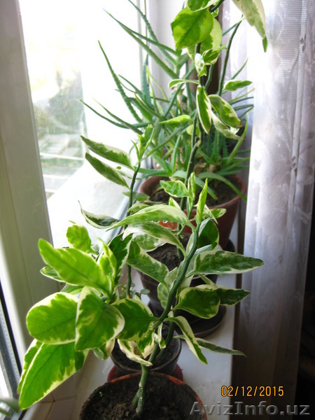 Продаю комнатные растения в ассортименте - Изображение #7, Объявление #1344264