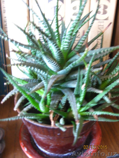 Продаю комнатные растения в ассортименте - Изображение #5, Объявление #1344264