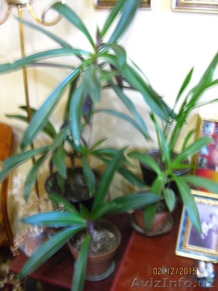 Продаю комнатные растения в ассортименте - Изображение #8, Объявление #1344264