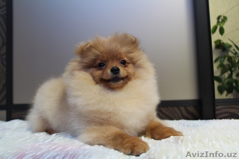 очаровательный малыш - Изображение #5, Объявление #1347282