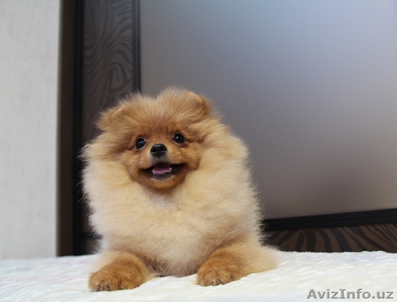 очаровательный малыш - Изображение #4, Объявление #1347282