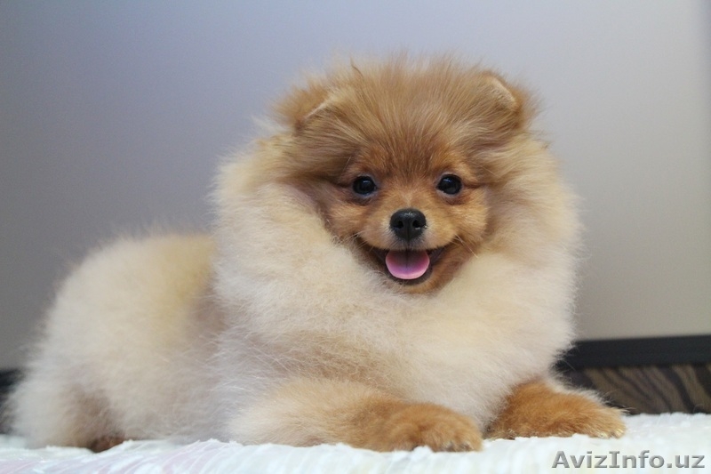 очаровательный малыш - Изображение #3, Объявление #1347282