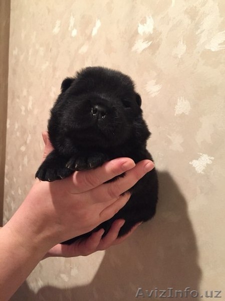 Продаются щенки чау-чау. - Изображение #3, Объявление #1355404