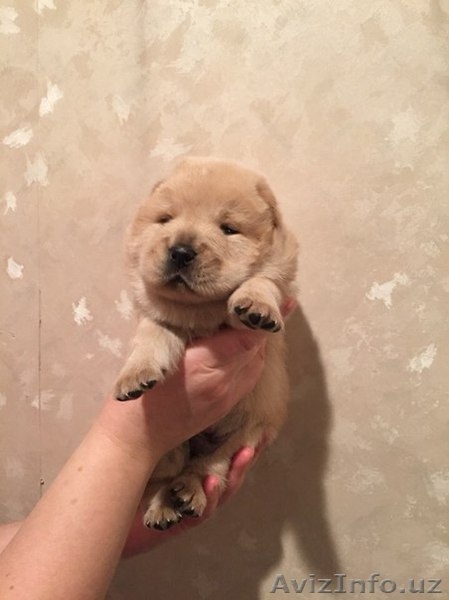 Продаются щенки чау-чау. - Изображение #4, Объявление #1355404