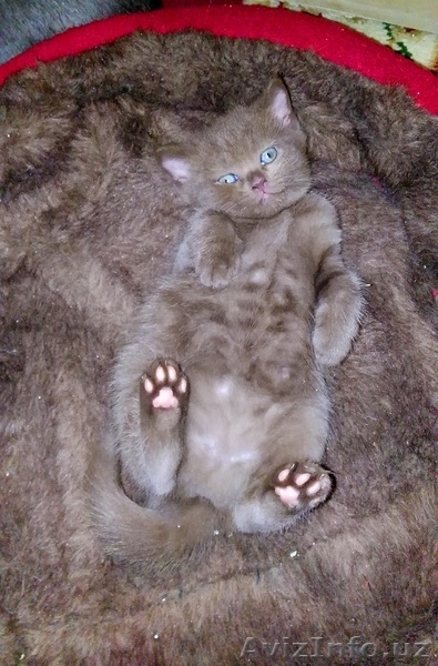 Продам котят скоттиш-страйт - Изображение #3, Объявление #1373954