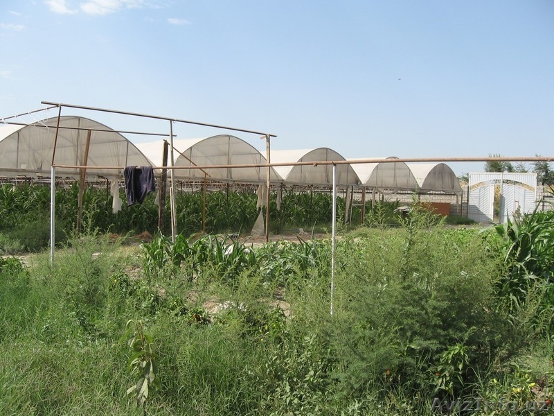 24 сотки, сельхоз назнач. , новые теплицы, фермы и жилые пом. , Сырдарья - Изображение #6, Объявление #1374522