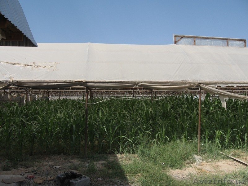 24 сотки, сельхоз назнач. , новые теплицы, фермы и жилые пом. , Сырдарья - Изображение #8, Объявление #1374522