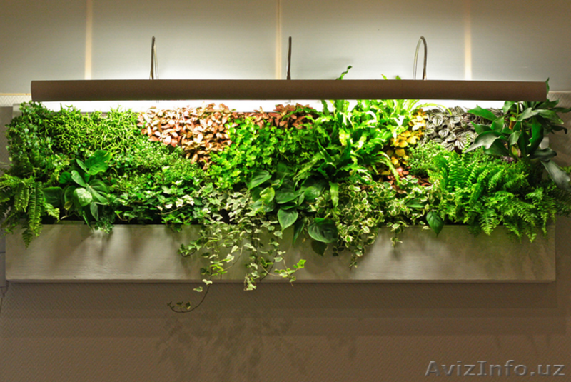 Продаются фитокартины с экзотическими растениями и цветами.Производства Голланди - Изображение #7, Объявление #1388320