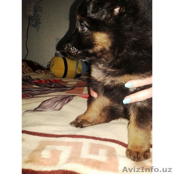 Продаются чистокровные щенки немецкой овчарки  - Изображение #3, Объявление #1400207