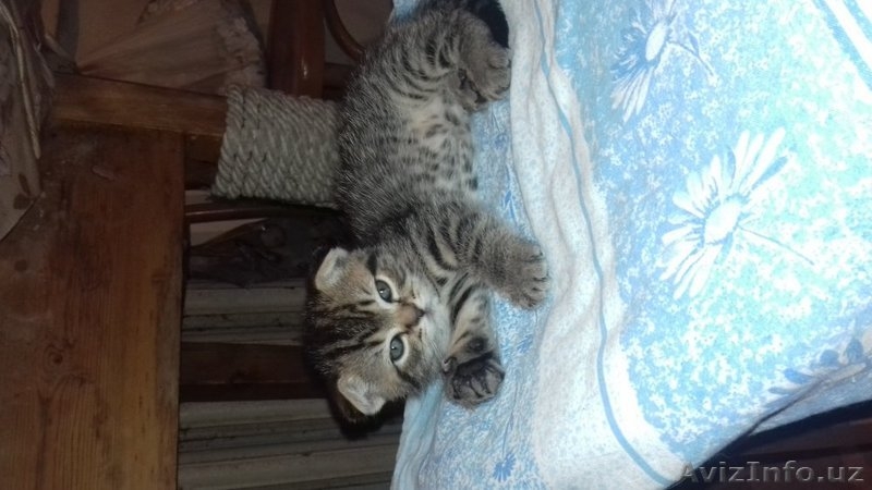 Вислоухие или фолд котята  - Изображение #3, Объявление #1405836