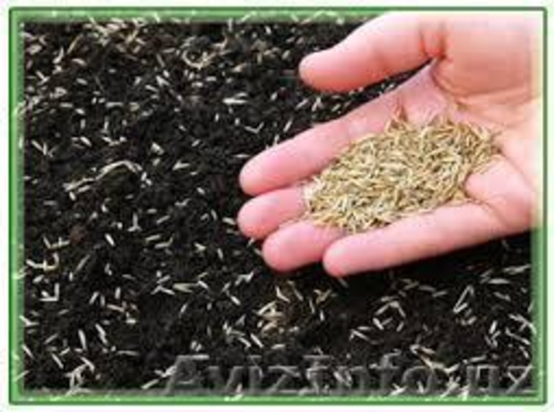 Дизайн любого участка - Изображение #3, Объявление #1410495