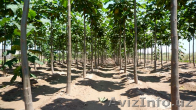 Павловния в Ташкенте. Корневые черенки годовалых деревьев. - Изображение #3, Объявление #1416369
