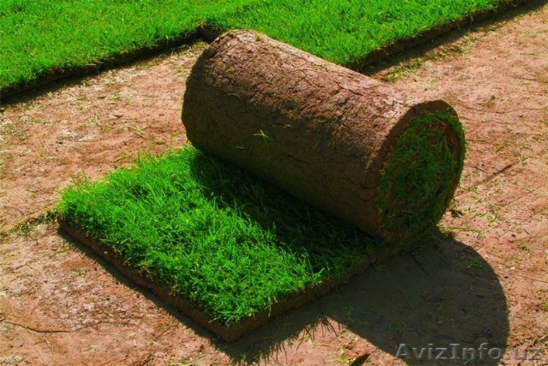Газоны, озеленение, ландшафтный дизайн. — Посев газонов (Спорт, Master Sport, Tr - Изображение #4, Объявление #1401460